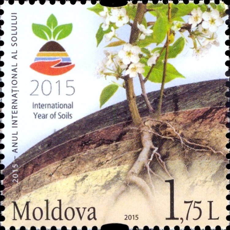 Logo of the International Year of Soils and Plant Roots