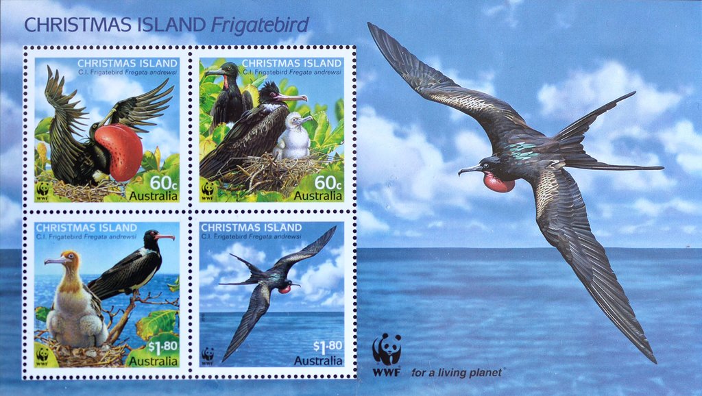 Christmas Frigatebird (Fregata andrewsi)