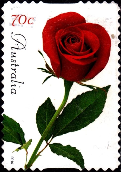 Red Rose