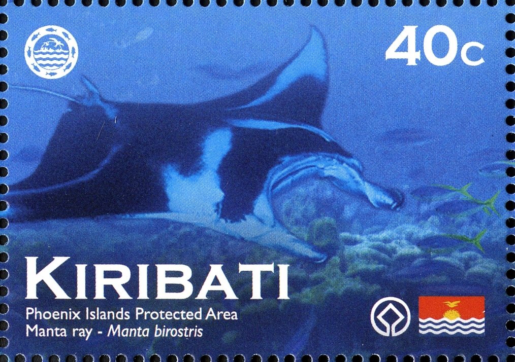 Giant Oceanic Manta Ray (Manta birostris)