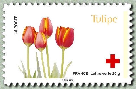 Tulipe