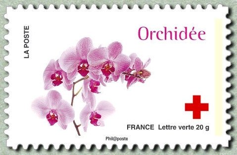 Orchidée