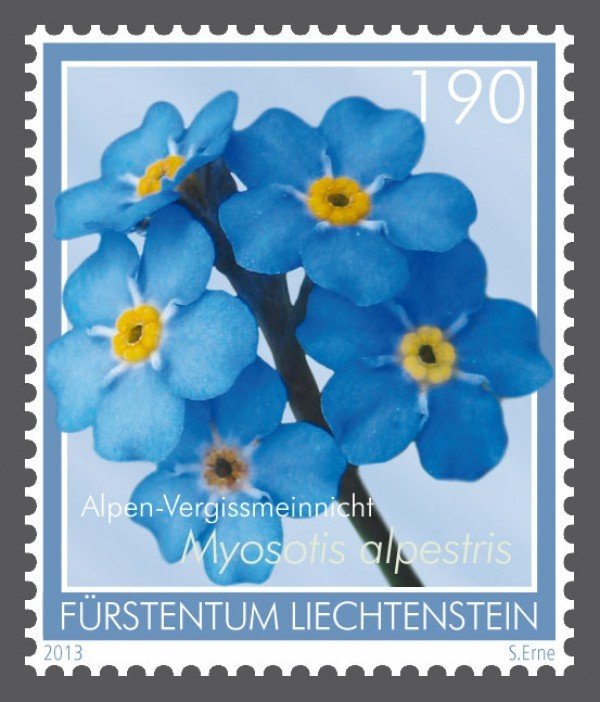 Alpine forget-me-not (Myosotis alpestris)
