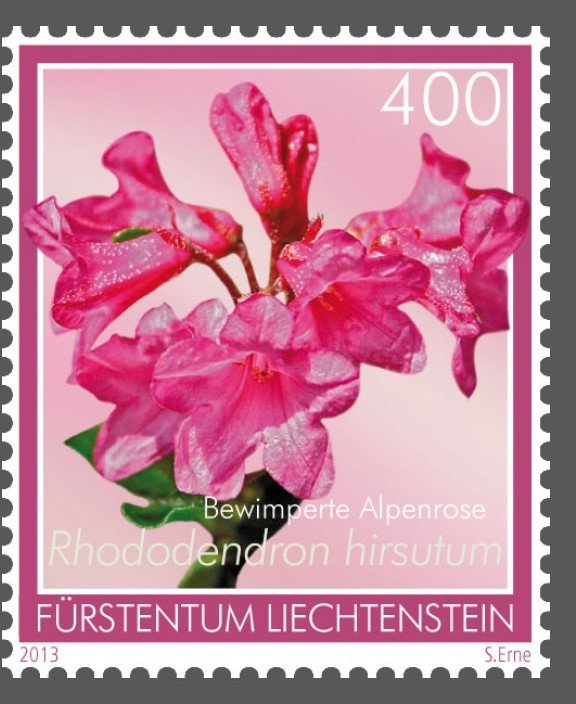 Hairy Alpine rose (Rhododendron hirsutum)