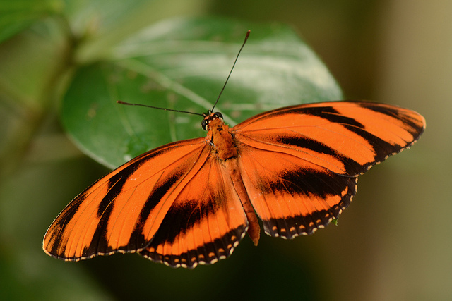 Stamp: Monarch Butterfly (Danaus plexippus) (Fiji(Butterflies (1985)) Mi:FJ  517,Sn:FJ 523,Yt:FJ 515,Sg:FJ 693