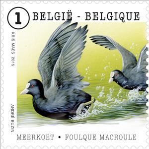 Stamp, Eurasian Coot (Fulica atra), Belgium,  
