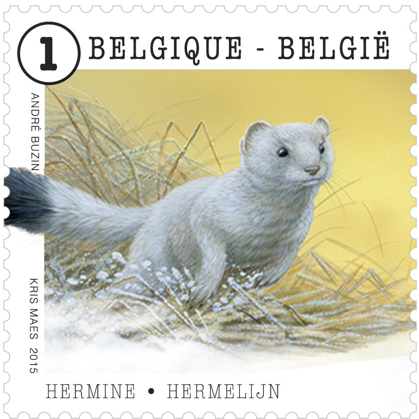 Ermine or Stoat (Mustela ermina)