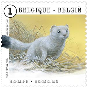 Stamp, Ermine or Stoat (Mustela ermina), Belgium,  