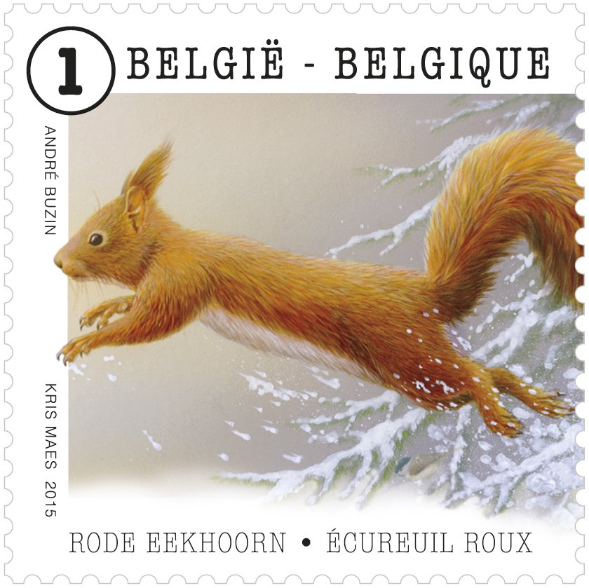 Red Squirrel (Sciurus vulgaris)