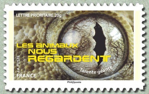 Giant Wall Gecko (Tarentola gigas) 