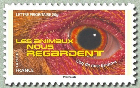 Brahma Rooster (Gallus gallus domesticus) 