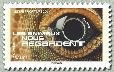 Agama (Agama sp.) 
