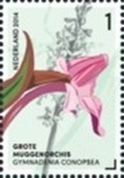 Stamp, Gymnadenia Conopsea (Fragrant Orchid), Netherlands,  , Flowers, Orchids, Plants (Flora)