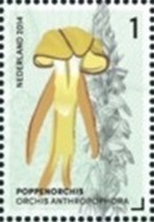 Orchis Antropophora (Man Orchid)