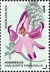 Anacamptis Pyramidalis (Pyramidal Orchid)