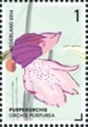 Orchis Purpurea (Lady Orchid)