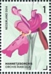 Orchis Mascula (Early Purple Orchid)
