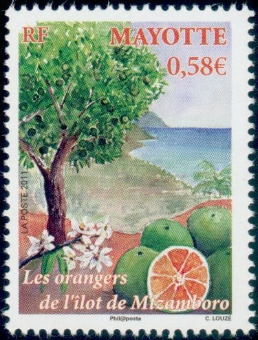 Citrus sinensis