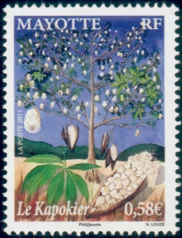Ceiba pentandra