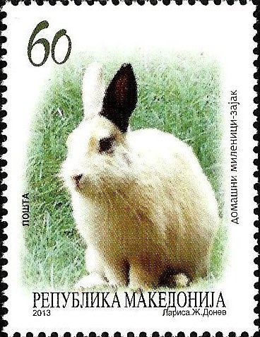 Domestic Rabbit (Oryctolagus cuniculus domesticus)