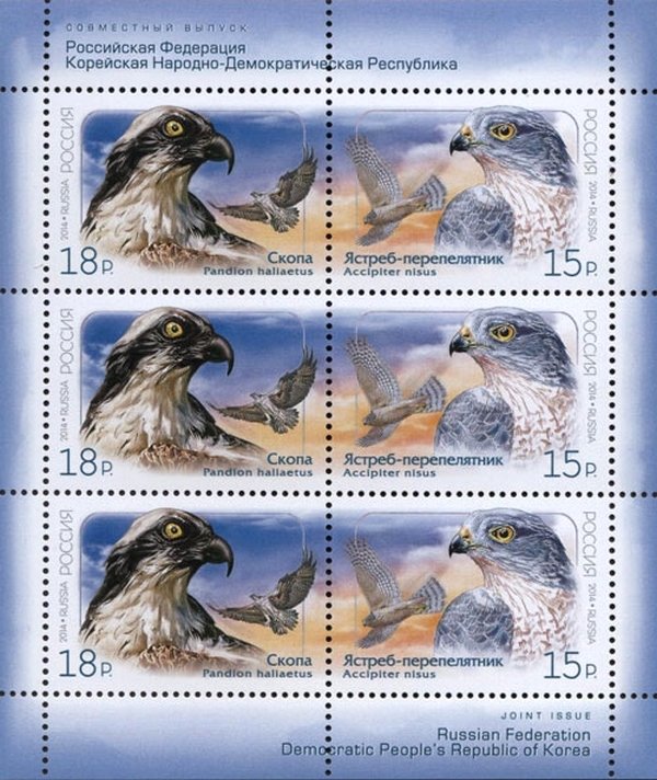 Eurasian Sparrowhawk (Accipiter nisus), Osprey (Pandion hali