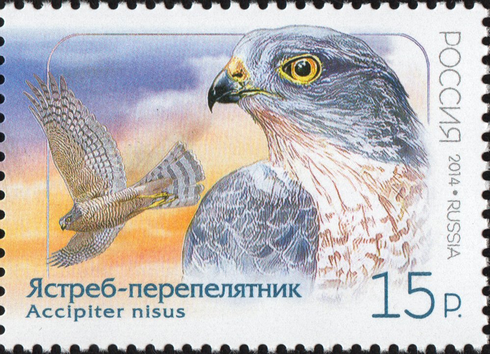 Eurasian Sparrowhawk (Accipiter nisus)