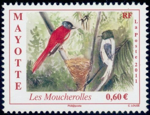 Asian Paradise Flycatcher (Terpsiphone paradisi)