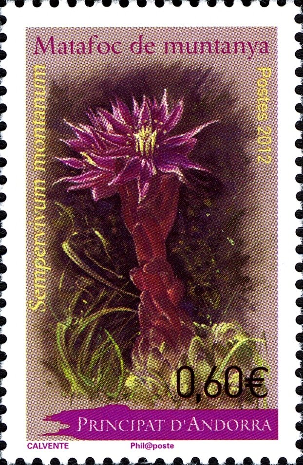 Sempervivum montanum