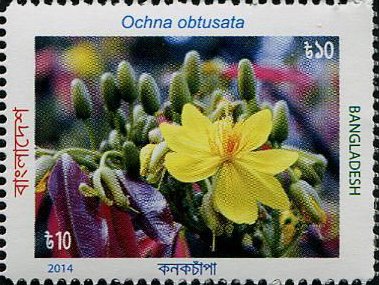 Ochna obtusata