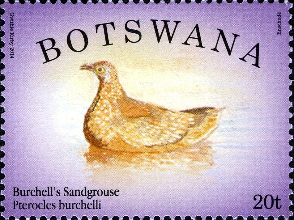 Burchell's Sandgrouse (Pterocles burchelli)