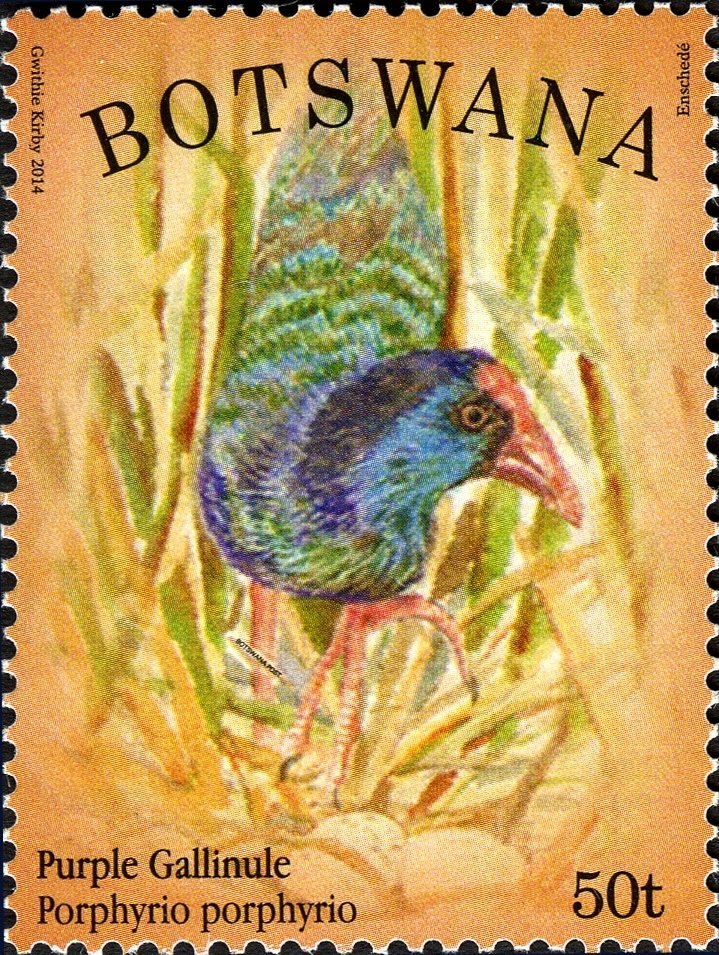 Purple Gallinule (Porphyrula martinica)
