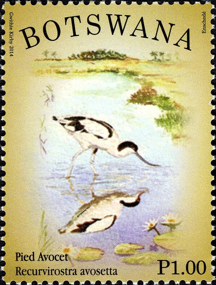 Pied Avocet (Recurvirosta avocetta)