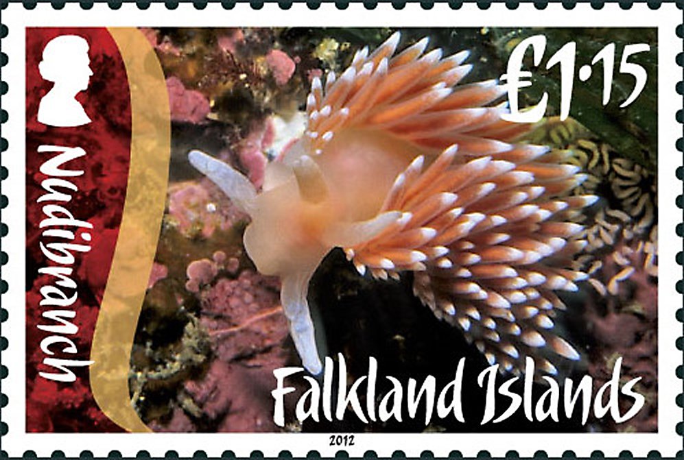 White-tipped Nudibranch (Flabellina falklandica)