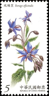 Borago officinalis