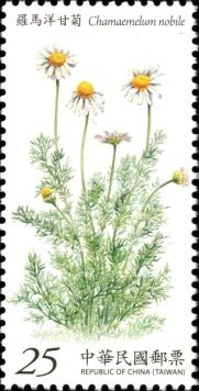 Chamaemelum nobile