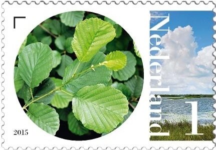 Alder
