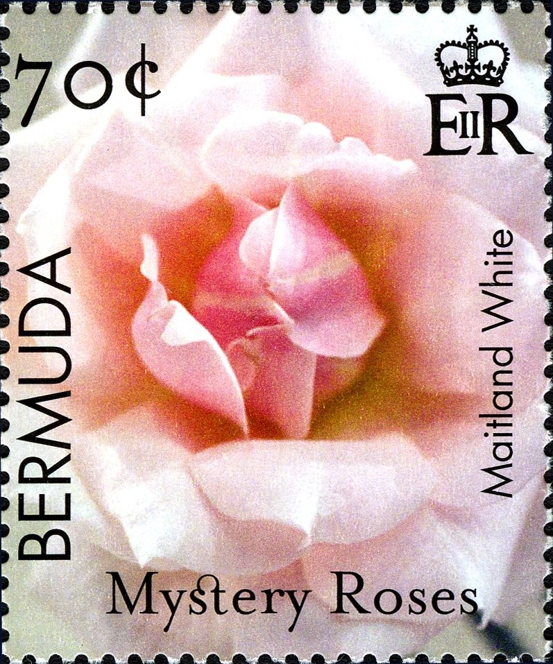 Maitland White