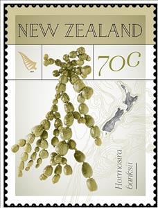 Stamp, Hormosira banksii, New Zealand,  , Plants (Flora)