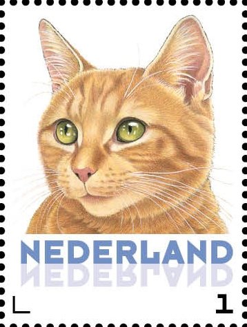 Domestic Cat (Felis silvestris catus)