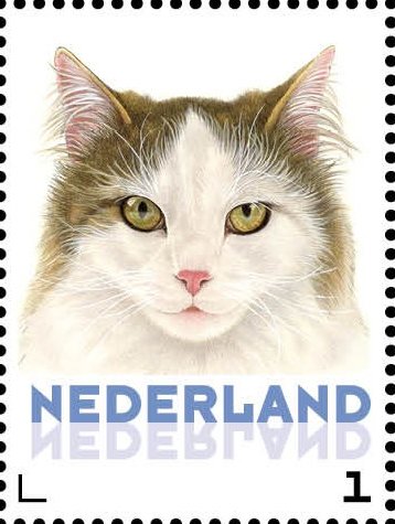 Domestic Cat (Felis silvestris catus)