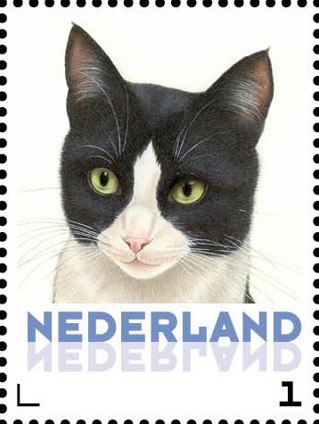 Domestic Cat (Felis silvestris catus)