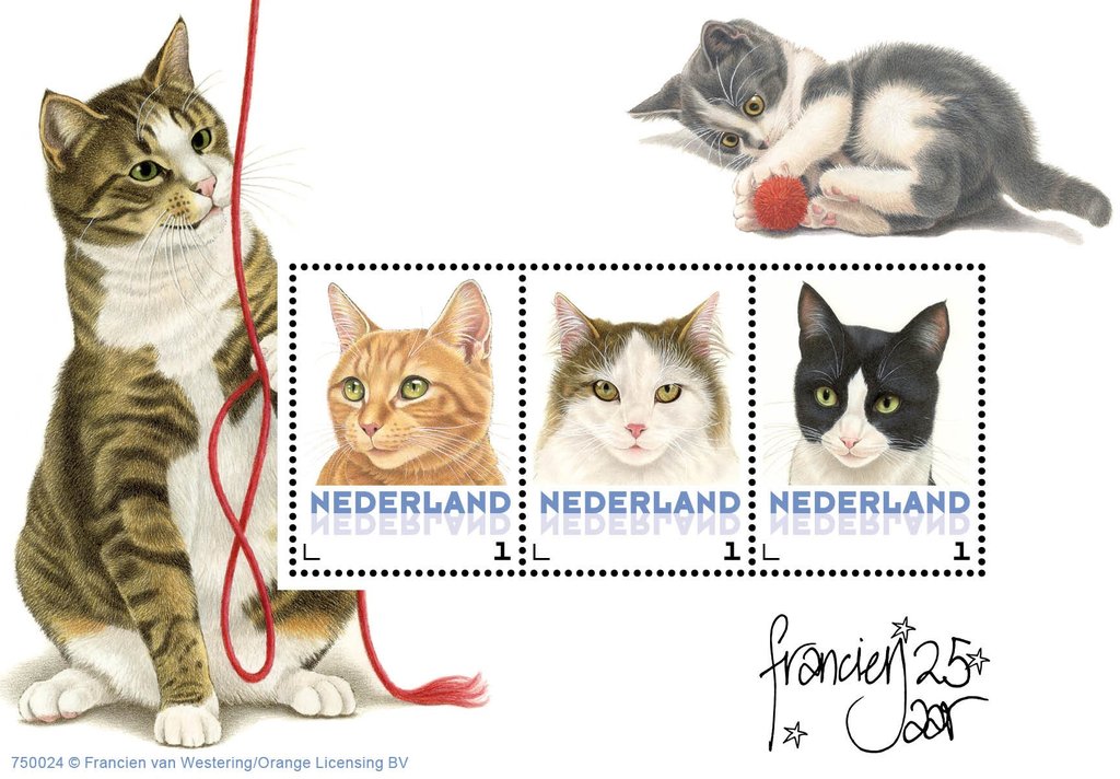 Domestic Cat (Felis silvestris catus)