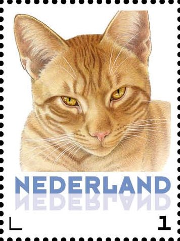 Domestic Cat (Felis silvestris catus)