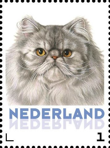 Domestic Cat (Felis silvestris catus)