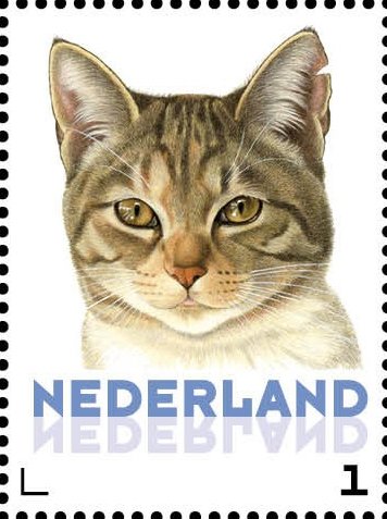 Domestic Cat (Felis silvestris catus)