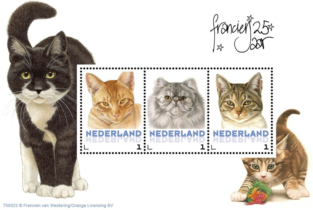 Domestic Cat (Felis silvestris catus)