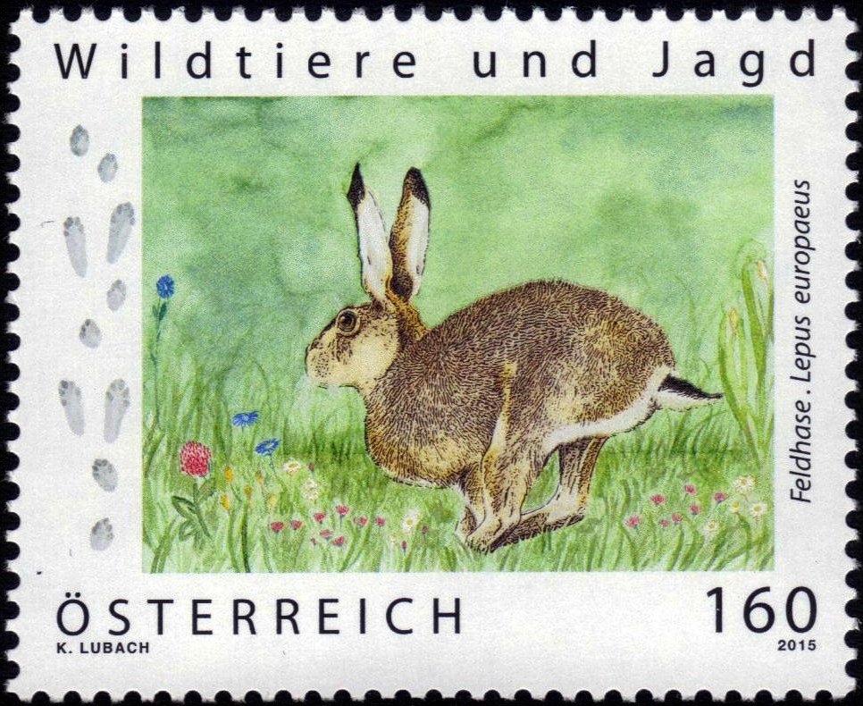 European hare (Lepus europaeus)