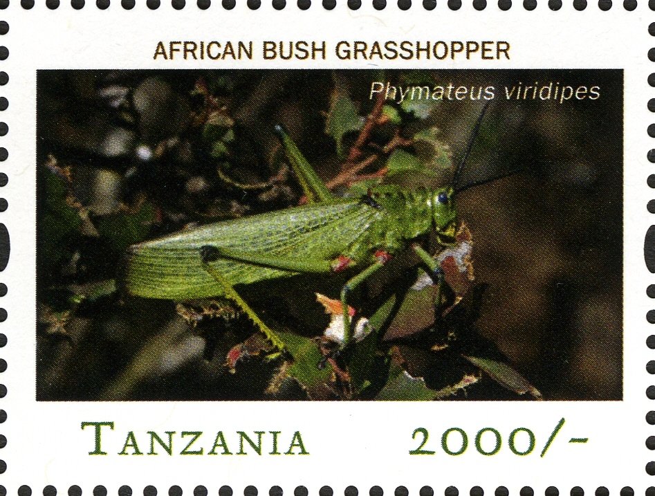 Green Milkweed Locust (Phymateus viridipes)