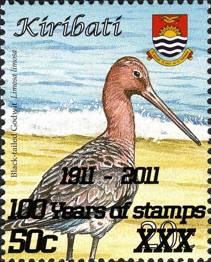 Black-tailed Godwit (Limosa limosa)