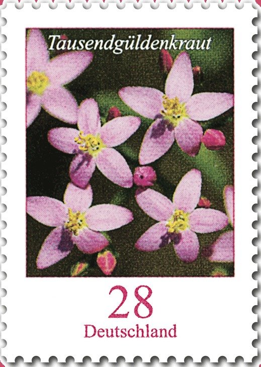 Tausendgűldenkraut Rollerstamp with Backside Number